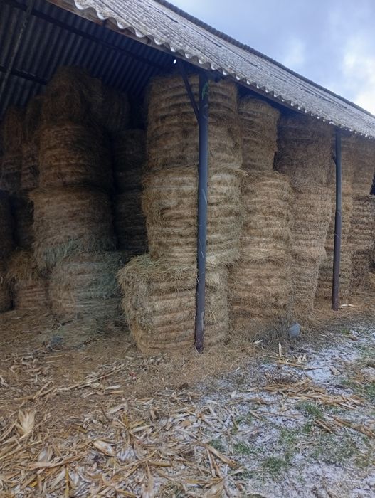 Vând baloți fan neplouati