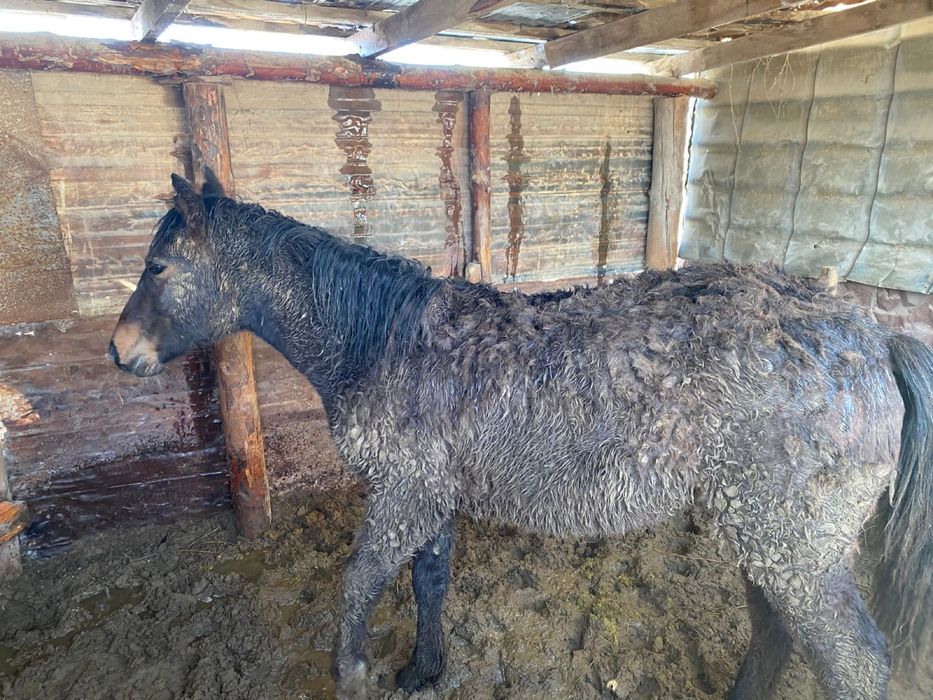 Тай бабында тұрр