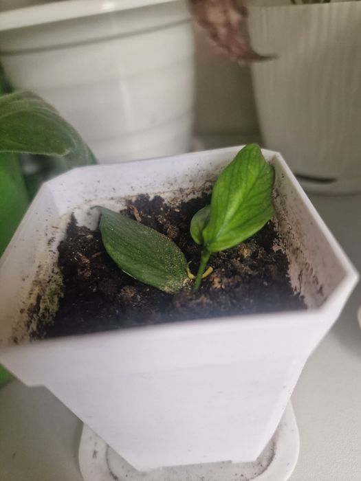 Продам хойки разных видов