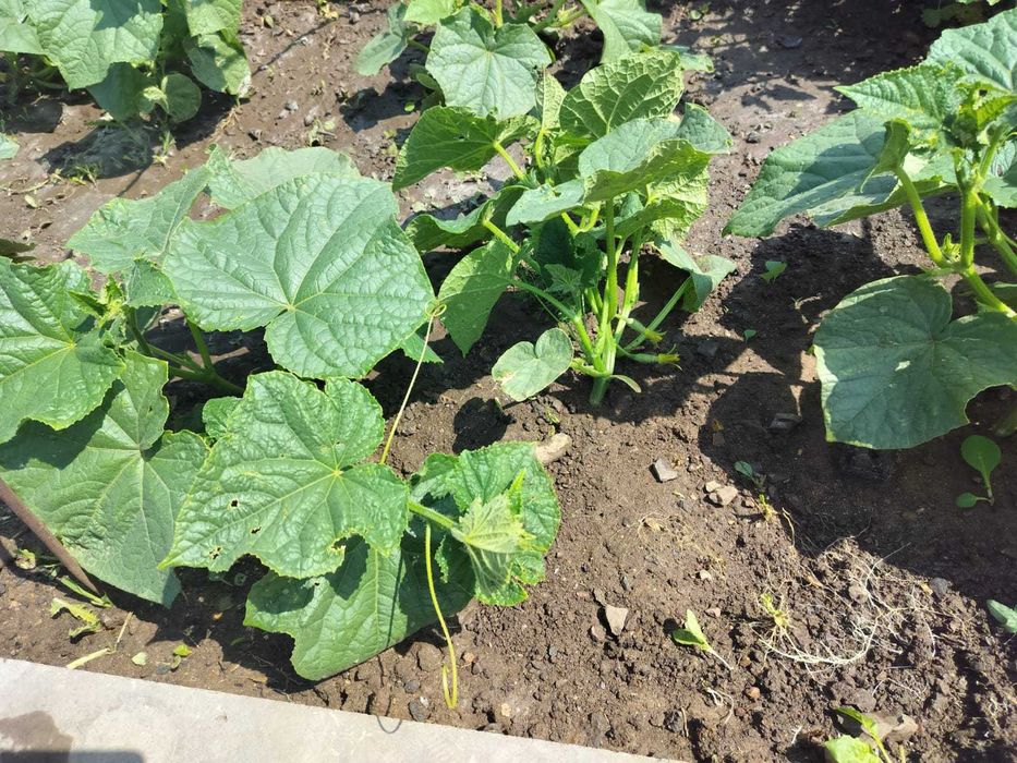 Продам дом на одного хозяина..