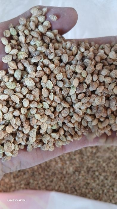 Эспарцет ұрығы бар