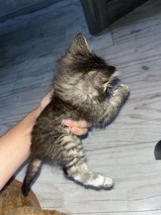 Отдам котят в добрые руки
