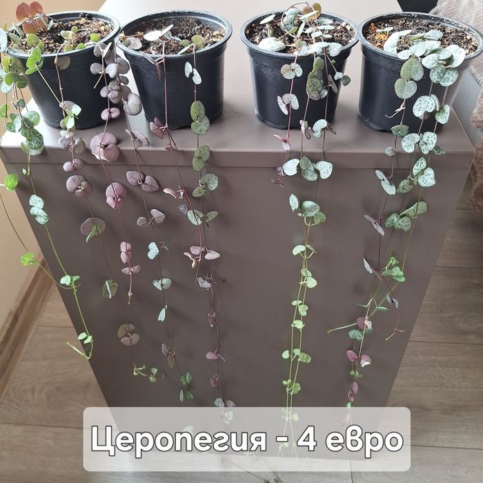 Предлагам стайни цветя
