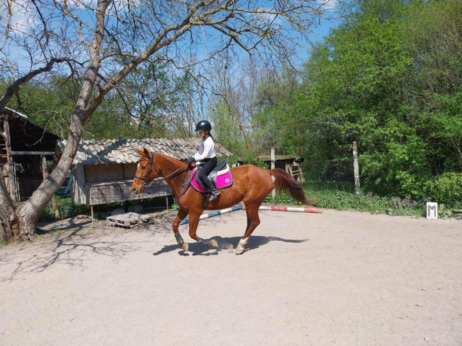 Cal cuminte de vânzare.