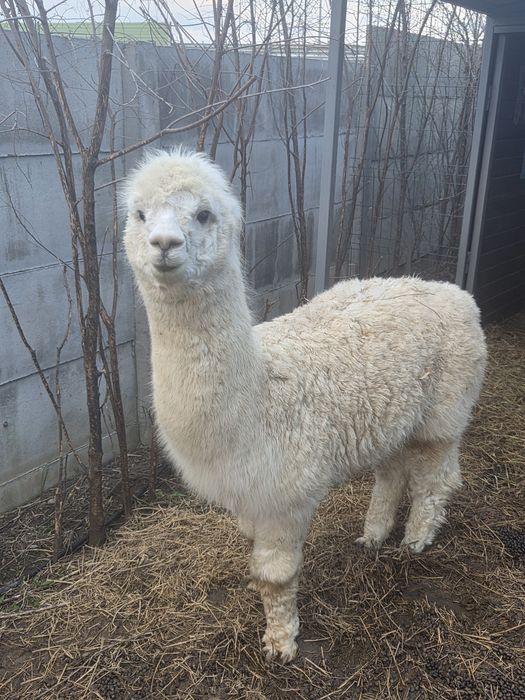 Alpaca doi masculi