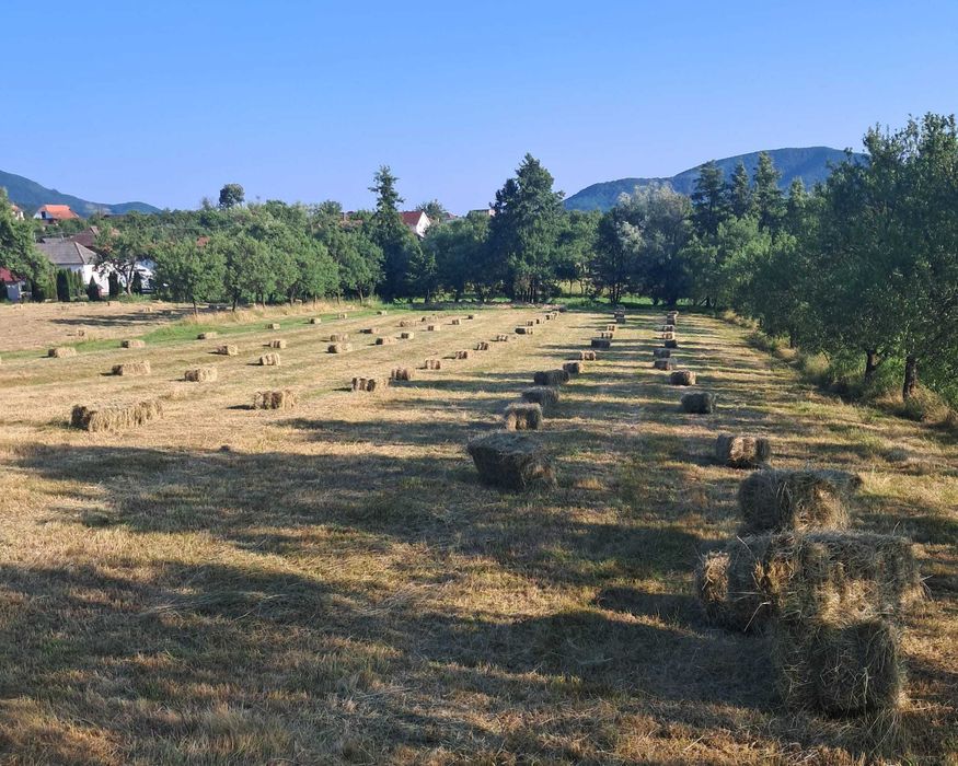Baloți de fân de vânzare