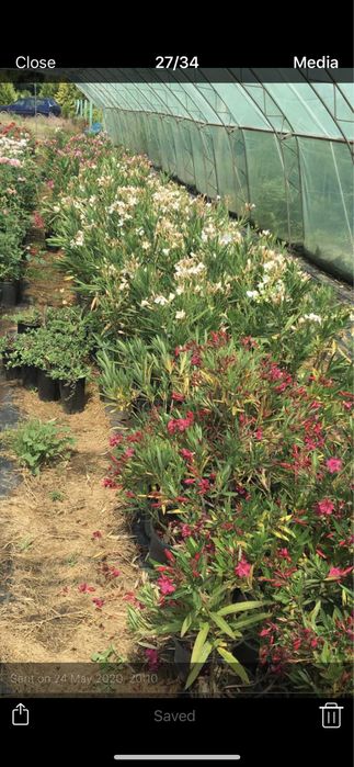 Футиния,туя и закуми. Японски клен,магнолии в три цвята.