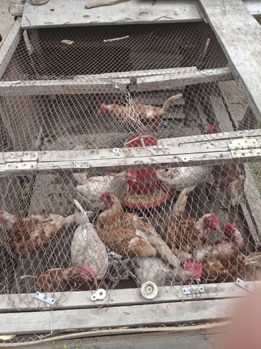 Куры несушки, не фабричные