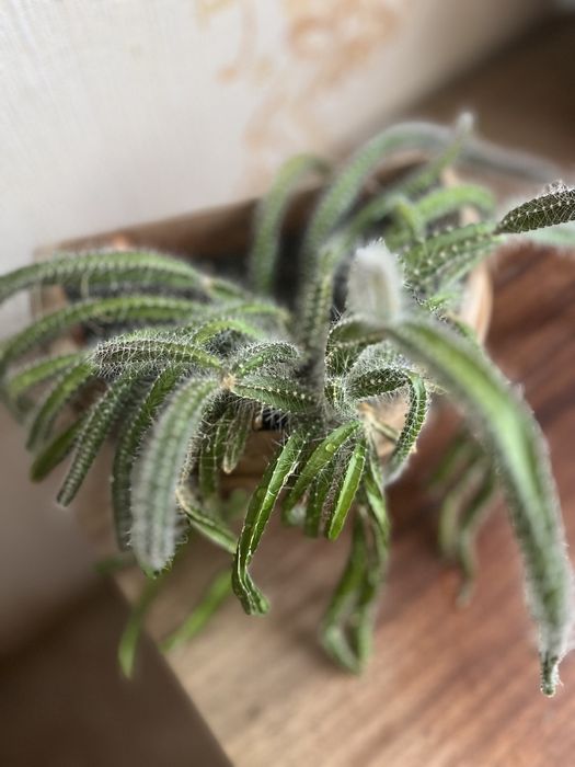 Кактус гилоцереус