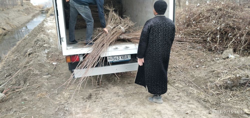 Gilos va Shaftoli ko'chatlari