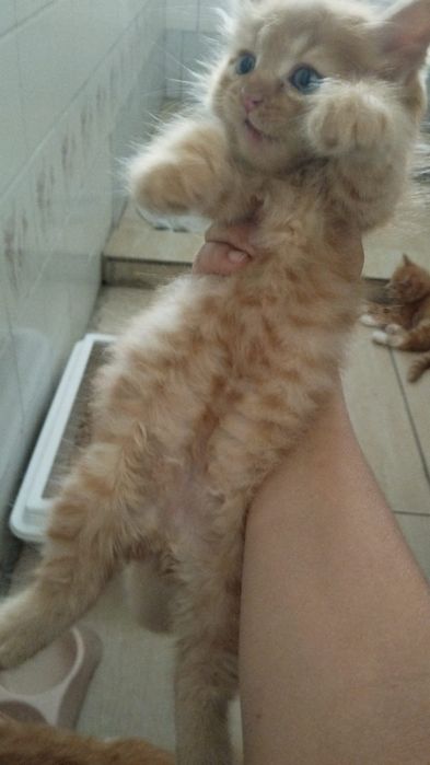 Отдам в хорошие руки котят