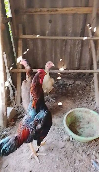 Дакан сентябряда шыккан гирачник