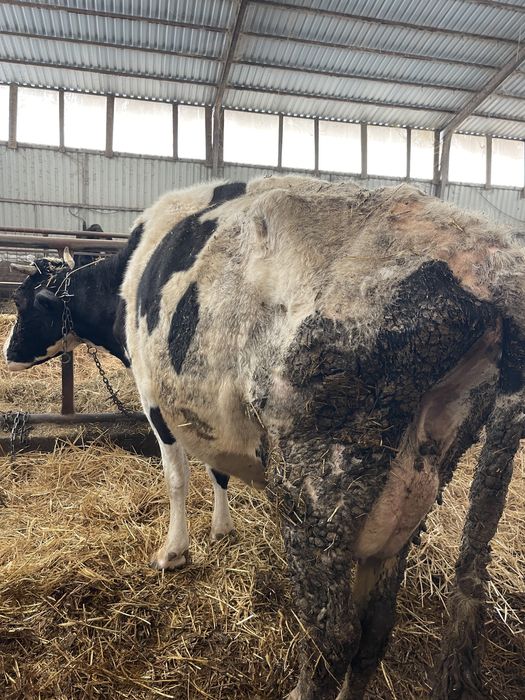 Vaca de lapte baltata romaneasca pe negru