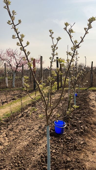 Toaletare pomi fructiferi, trandafiri și vie.