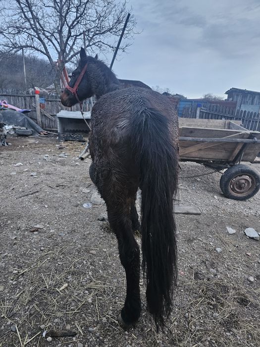 Cal de vanzare  pentru mai multe detalii la nr de