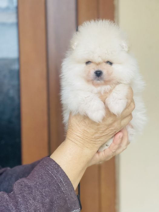 Померан мини