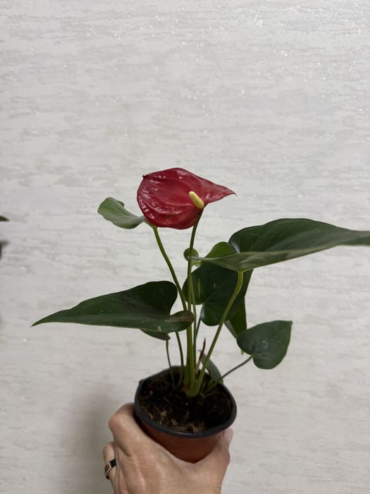 Продаются комнатные цветы