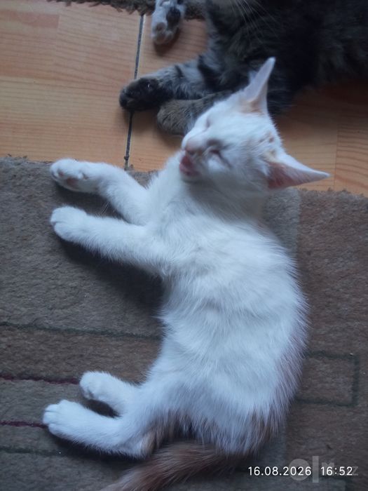 Котята бесплатно. Мушукчалар текинга