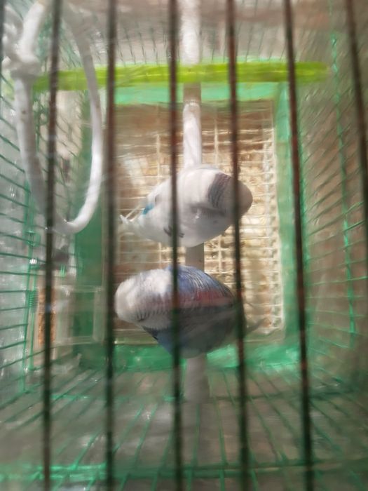 Тути   (папугай).