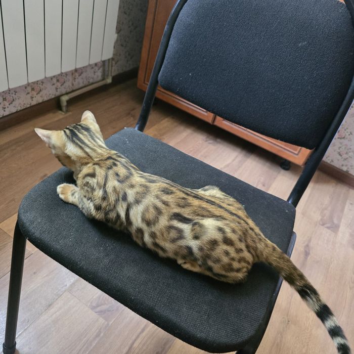 Продам красавчика бенгала