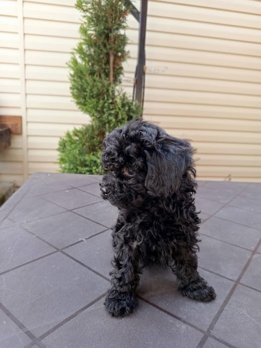 Той пудел бебета