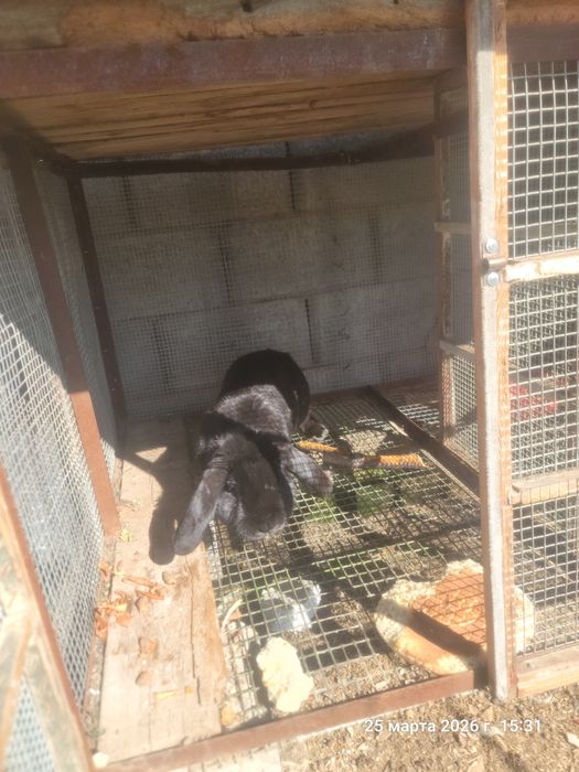 Кролик чёрный великан