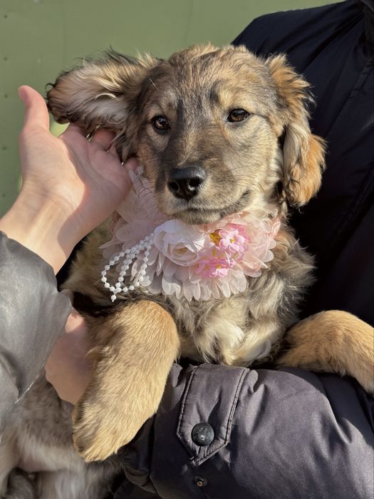 Привитые щенки ищут дом