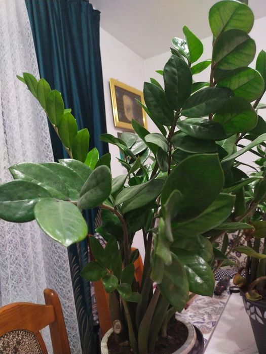 Долларовое дерево; Алоэ.