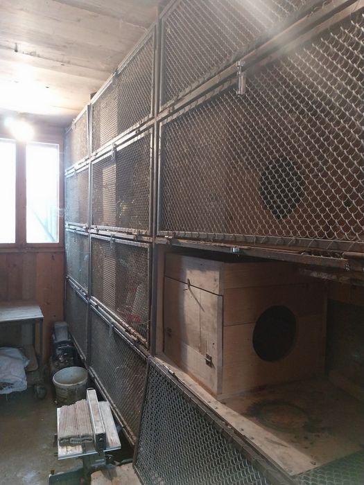 Cuști iepuri profesionale pentru matcâ și tineret .