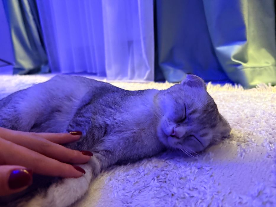 Срочно Продается шотландская кошка