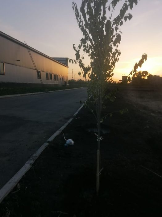 Тополь пирамидальный