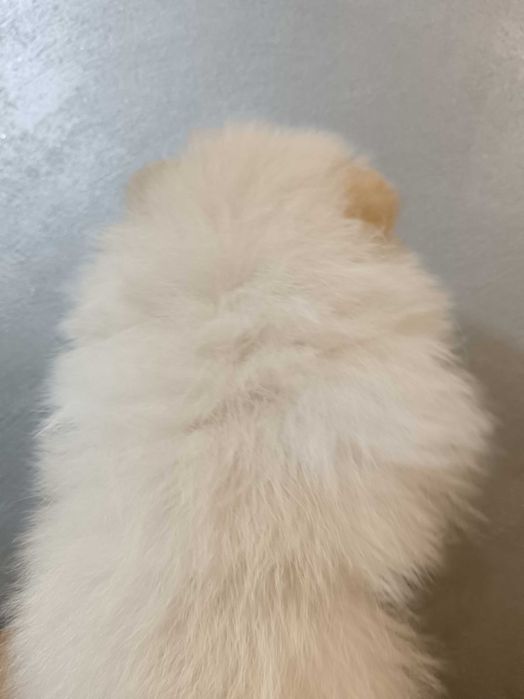 Померан момчета от елитни родители