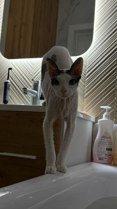 Отдам в добрые руки