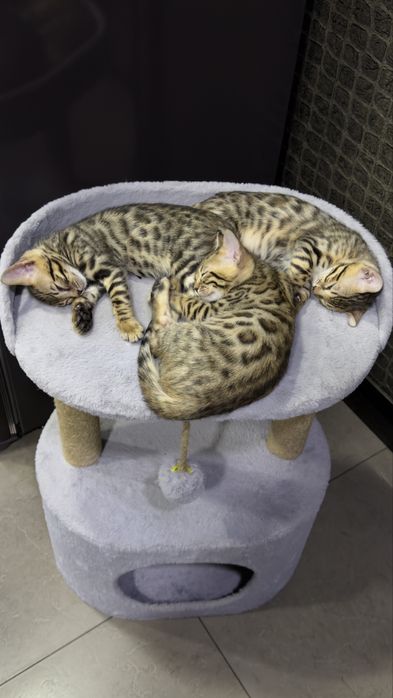 Котята бенгальские