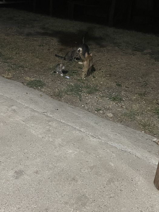 Donez puiuti de pisica , mama lor este amazoniana de padure
