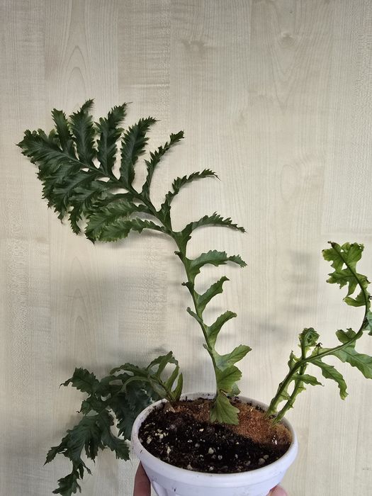 Продам комнатные цветы, папоротники