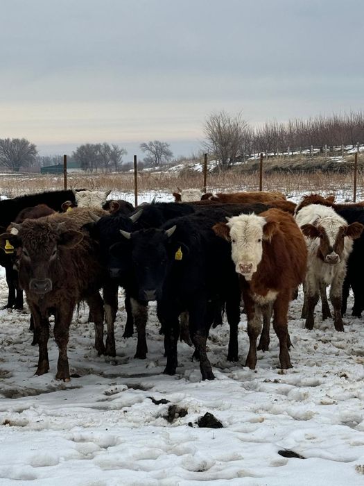 Продам бычков срочно Букалар сатамын