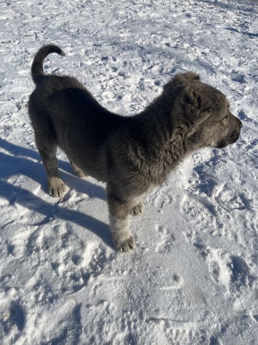 Продается щенок тобета