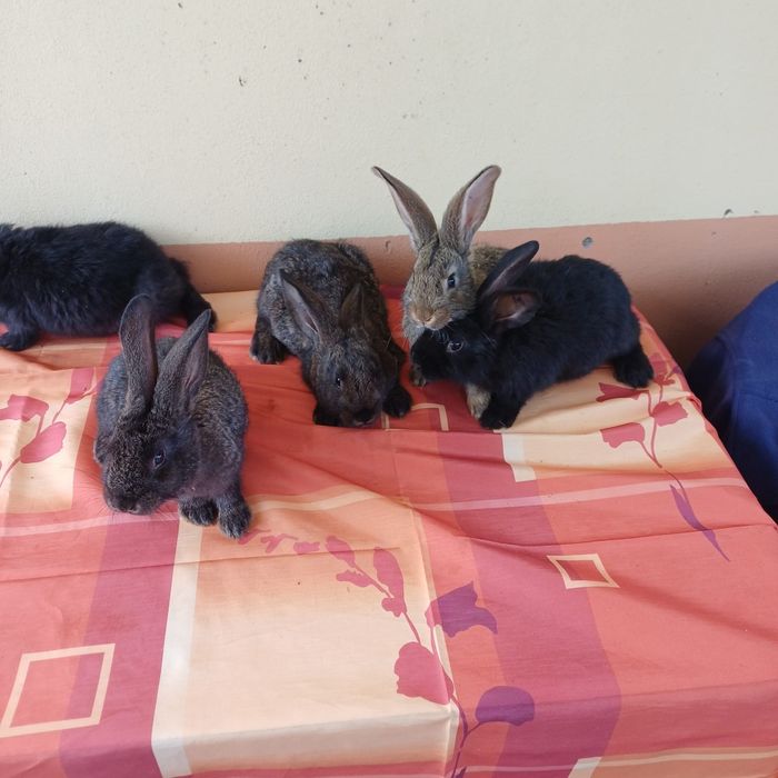 Vând iepuri metiși