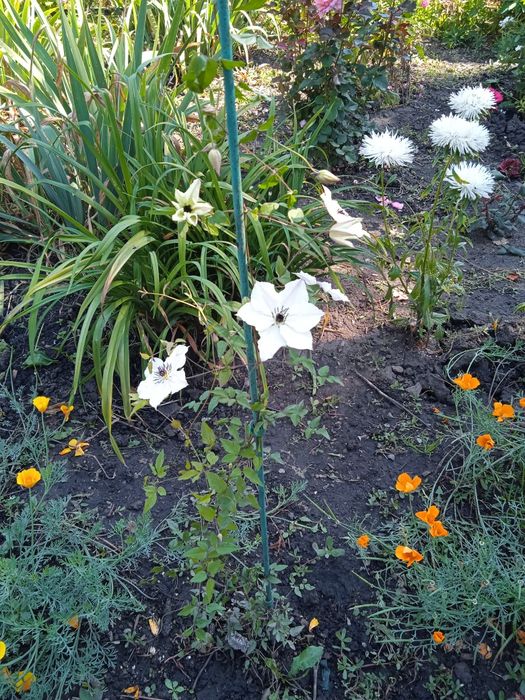 Продам маргаритки