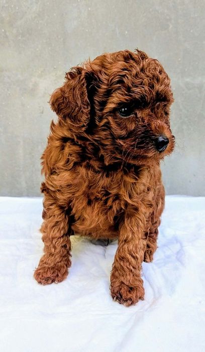 Toy Poodle Пудел