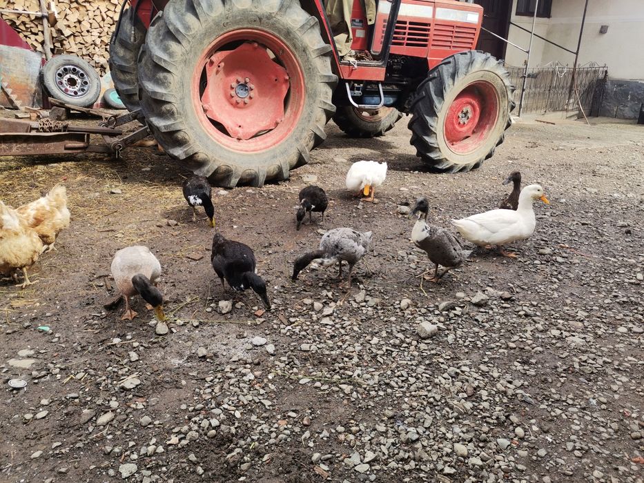 Rate indiene, alergatoare