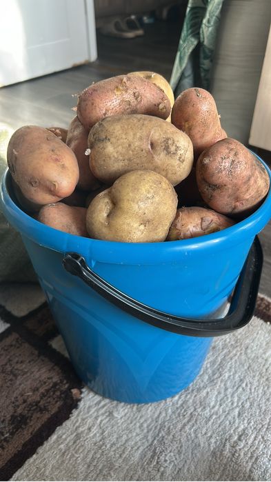 Свежий дачный картофель