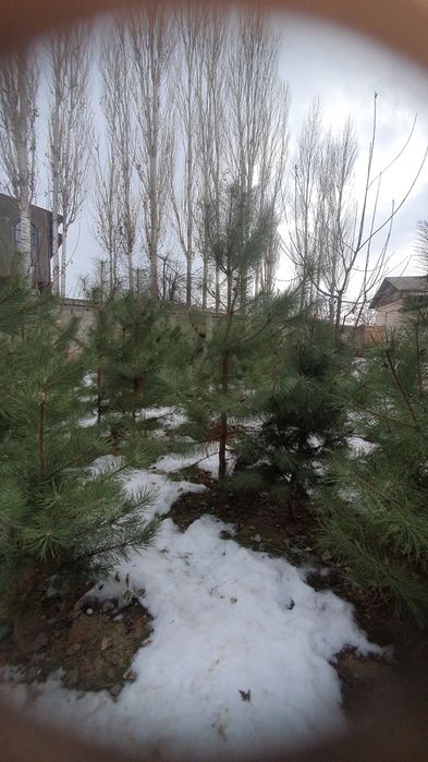 Archa kochatla  kota kichgligiga qarab narhi oʻzgaradi  1