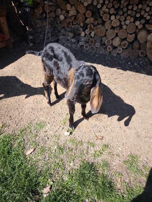 Vând țap angelo nubian