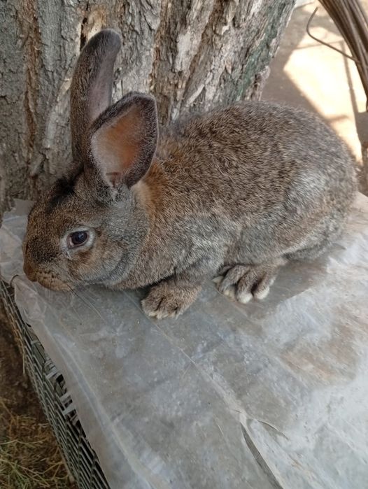 самец 3,5 месяца , скороспелый линии