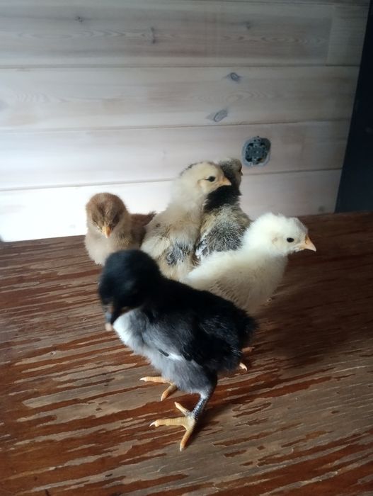 Продам цыплят 5 дней