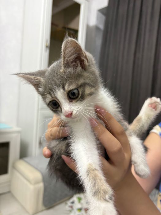 Отдам котенка 1,5-2,5 мес