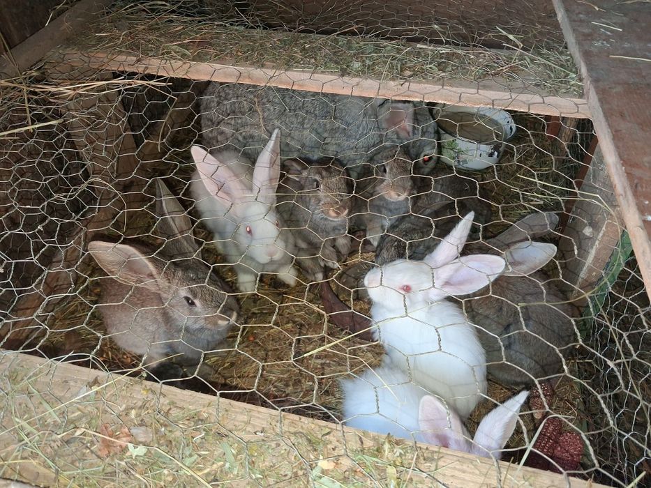 Iepurași de vânzare.Detalii la telefon