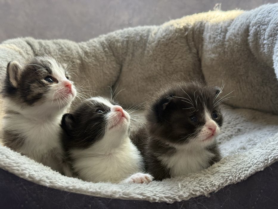 Котята ласковые  в добрые руки